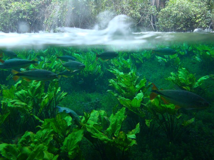 Thiết kế hồ cá Koi, thi công hồ cá Koi, thiet ke ho ca koi, thi cong ho ca koi, thiết kế hồ Koi, thiet ke ho Koi, thi công hồ Koi, thi cong ho Koi, thiết kế sân vườn, thiet ke san vuon, thi công sân vườn, thi cong san vuon, sân vườn với hồ Koi, Koi pond garden